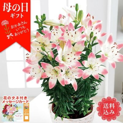 ユリ 生花の人気商品・通販・価格比較 - 価格.com